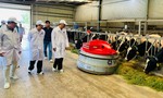 Hạt nhân để xây dựng vùng chăn nuôi bò sữa an toàn dịch bệnh