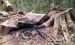 Phát hiện vụ khai thác, tập kết gỗ lớn tại vùng rừng giáp ranh