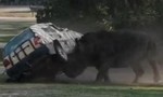 Clip tê giác tức giận hất tung xe hơi tại công viên