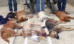 Bắt và triệu tập 30 nghi phạm trong đường dây trộm hàng trăm tấn chó