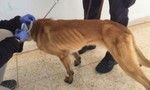 Chó nghiệp vụ Mỹ gầy trơ xương khi được gửi đến Jordan rà bom