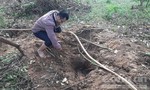 Gia Lai chỉ đạo ngăn chặn việc đào bới tìm gỗ sưa