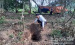 Người dân tìm thấy gỗ sưa “khủng” trị giá hàng tỷ đồng dưới đất