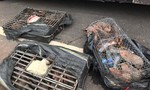 CSGT Đà Nẵng bắt các vụ chở động vật và hàng lậu lớn