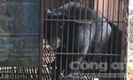Lãnh 2 năm 6 tháng tù giam vì tàng trữ gấu, hổ