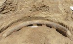 Chiếc ngà voi ma mút 1 triệu năm tuổi