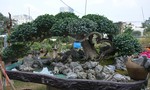 Nhiều cây cảnh "độc" tại Hội hoa xuân Phú Mỹ Hưng