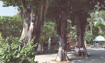 Sài Gòn còn bao nhiêu cây gòn?
