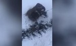 Clip hai con voi 'tháo chạy' khỏi rạp xiếc giữa lúc tuyết rơi ở Nga