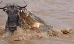 Linh dương uống nước bên sông, bị cá sấu khổng lồ truy sát