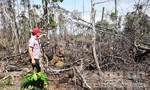 Điều tra vụ phá hơn 8.000m2 diện tích rừng
