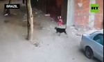 Clip mèo tấn công chó dữ cứu bé trai thoát chết