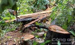 Vụ phá rừng gần 2 trạm bảo vệ: Phát hiện thêm rừng Kông Chro bị phá