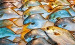 Trung Quốc ngừng nhập cá từ Indonesia vì phát hiện nhiễm nCoV