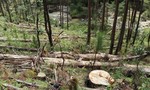 Lâm Đồng: Bất lực trước hàng chục ha rừng thông đầu nguồn bị tàn phá?