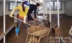 Thầy cô giáo ở Trà Leng vất vả dọn dẹp trường lớp sau lũ
