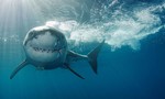 Cá mập cắn chết người tắm biển ở Úc