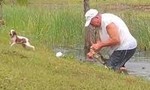 Clip cụ ông cạy hàm cá sấu để cứu chó cưng