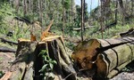 Bắt 3 đối tượng triệt hạ rừng bạch tùng trăm tuổi
