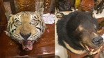 TPHCM: Bắt đối tượng mua con hổ Đông Dương về ngâm rượu