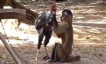 Clip gà chọi ôm hận khi “cà khịa” khỉ con