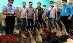 Phát hiện 93 kg sừng nghi là sừng tê giác gửi đến sân bay Tân Sơn Nhất