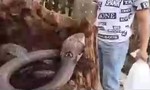 Video hoảng hốt khi hàng chục con rắn hổ mang chúa trong cây dừa mục