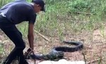 Clip cận cảnh thả rắn hổ mang chúa nặng 21kg vào khu bảo tồn