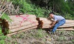 Bắt xe chở lượng lớn gỗ lậu ở biên giới