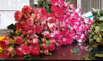 Hoa hồng Đà Lạt bị "thất sủng" vì Valentine trùng mùa Covid-19