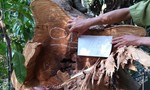 Phát hiện vụ phá rừng quy mô lớn ở Đắk Nông
