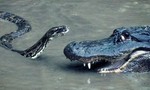 Clip cá sấu đại chiến trăn “khủng”