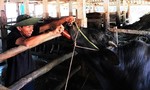 Dịch lở mồm long móng đang lan rộng ở Quảng Ngãi