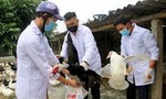 Tiêu hủy gần 1.000 con gà, vịt nhiễm cúm A/H5N1 ở Trà Vinh