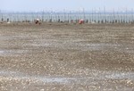 Ngao chết trắng biển ở Hà Tĩnh, dân thiệt hại tiền tỷ