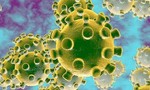 Virus SARS-CoV-2 đã biến chủng