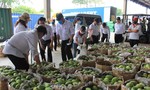 Vedan Việt Nam “giải cứu” xoài cho nông dân