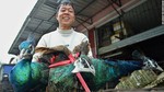 Trung Quốc dự thảo động vật được nuôi lấy thịt sau dịch: Không có chó, cầy hương