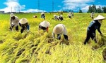 Chuyển cơ quan điều tra hồ sơ sai phạm đấu thầu mua gạo dự trữ quốc gia