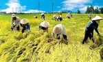 Kiến nghị cho xuất khẩu gạo bình thường từ 1/5/2020