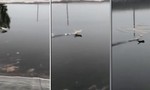 Clip mèo “kung-fu” chạy trên mặt nước điệu nghệ