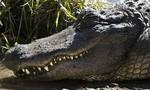 Phát hiện thi thể người trong bụng cá sấu dài 4m
