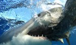 Một thanh niên bị cá mập cắn chết khi lướt sóng ở California