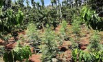 Đắk Lắk: Lại phát hiện hộ dân trồng hơn 1.000 cây cần sa cho... gà ăn