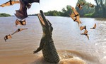 Clip cận cảnh cá sấu bay lên khỏi mặt nước bắt dơi điệu nghệ