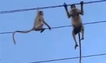 Hồi hộp chứng kiến khỉ mẹ giải cứu khỉ con trên dây điện