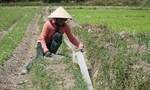 Quảng Ngãi: Nhiều diện tích đất nông nghiệp bỏ hoang do hạn hán