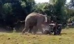 Clip voi rừng tấn công máy kéo để bảo vệ bạn tình