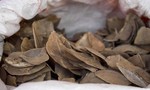 Trung Quốc cấm sử dụng vảy tê tê trong Đông y