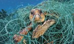 Clip giải cứu rùa biển mắc kẹt trong hàng chục kg lưới